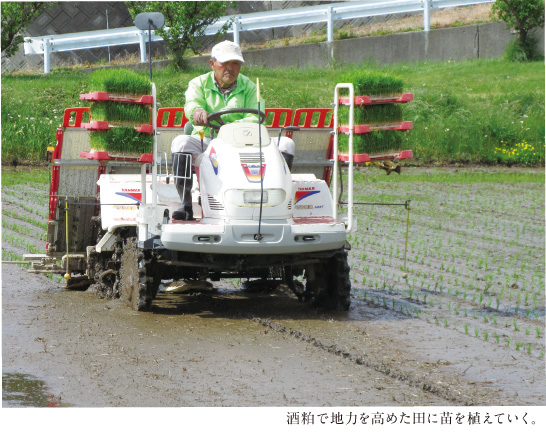 酒粕で地力を高めた田に苗を植えていく。