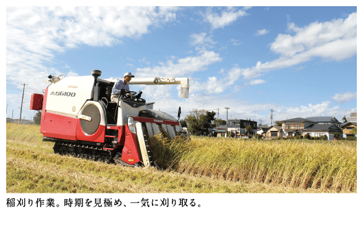 稲刈り作業。時期を見極め、一気に刈り取る。