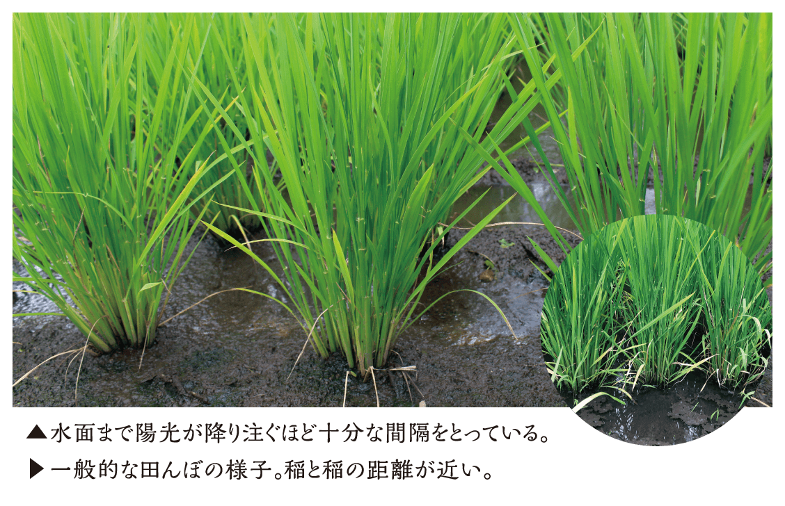 ▲水面まで陽光が降り注ぐほど十分な間隔をとっている。▲一般的な田んぼの様子。稲と稲の距離が近い。