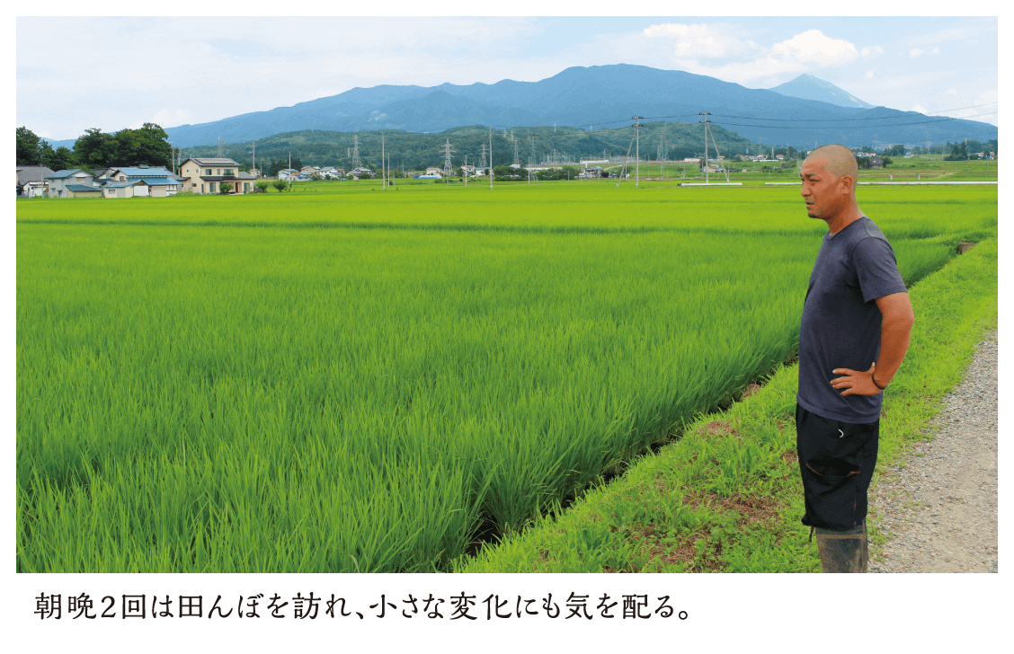 朝晩2回は田んぼを訪れ、小さな変化にも気を配る。